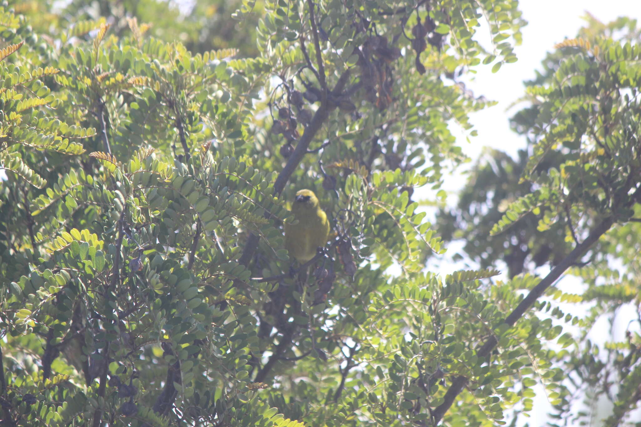 Chlorodrepanis virens wilsoni (Rothschild 1893)的圖片