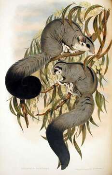 Image of Squirrel Glider