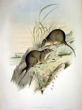 Image of Parantechinus Tate 1947