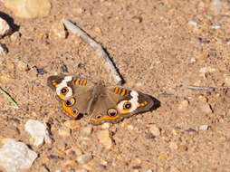 Image of Common buckeye