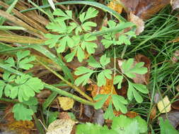 Corydalis capnoides (L.) Pers. resmi