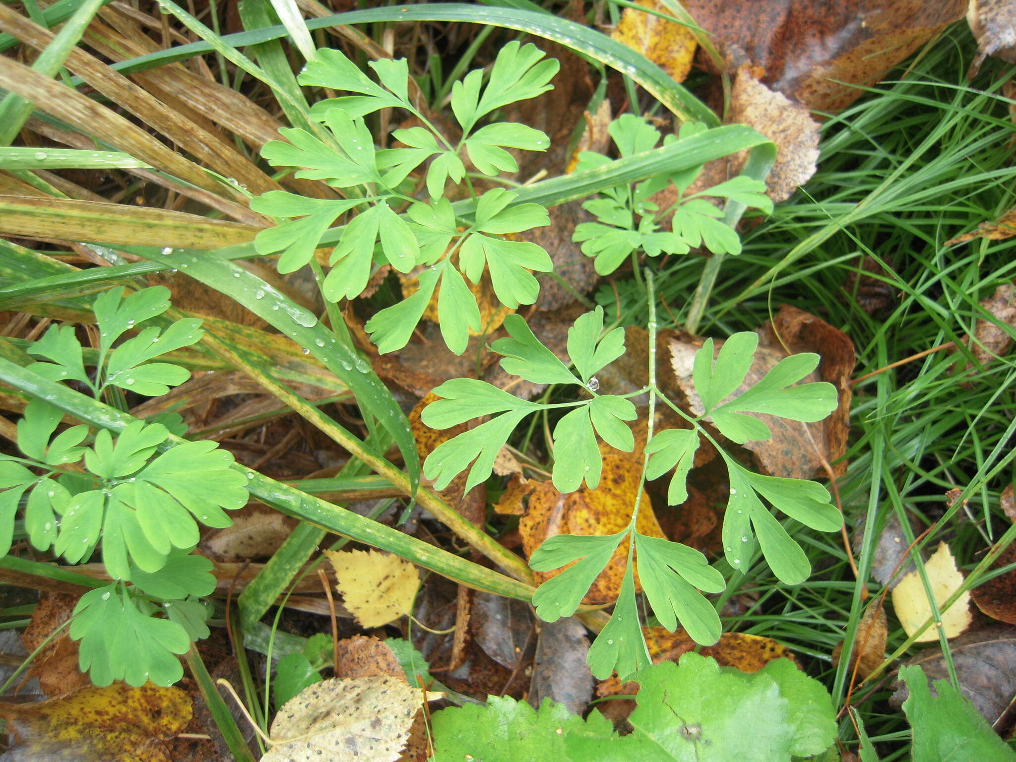 Image de Corydalis capnoides (L.) Pers.