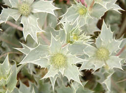 Eryngium maritimum L. resmi