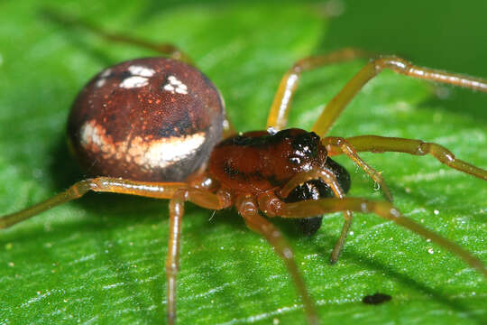 Image of Pachygnatha listeri Sundevall 1830