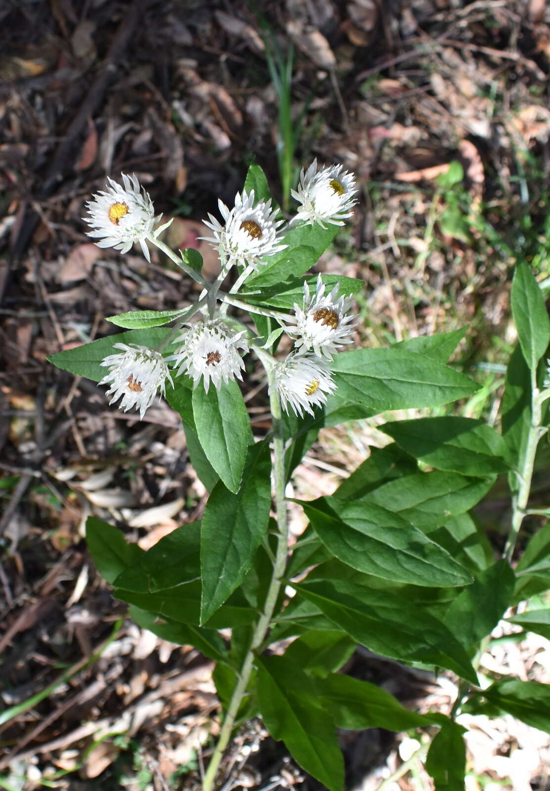 Image of Coronidium elatum subsp. elatum