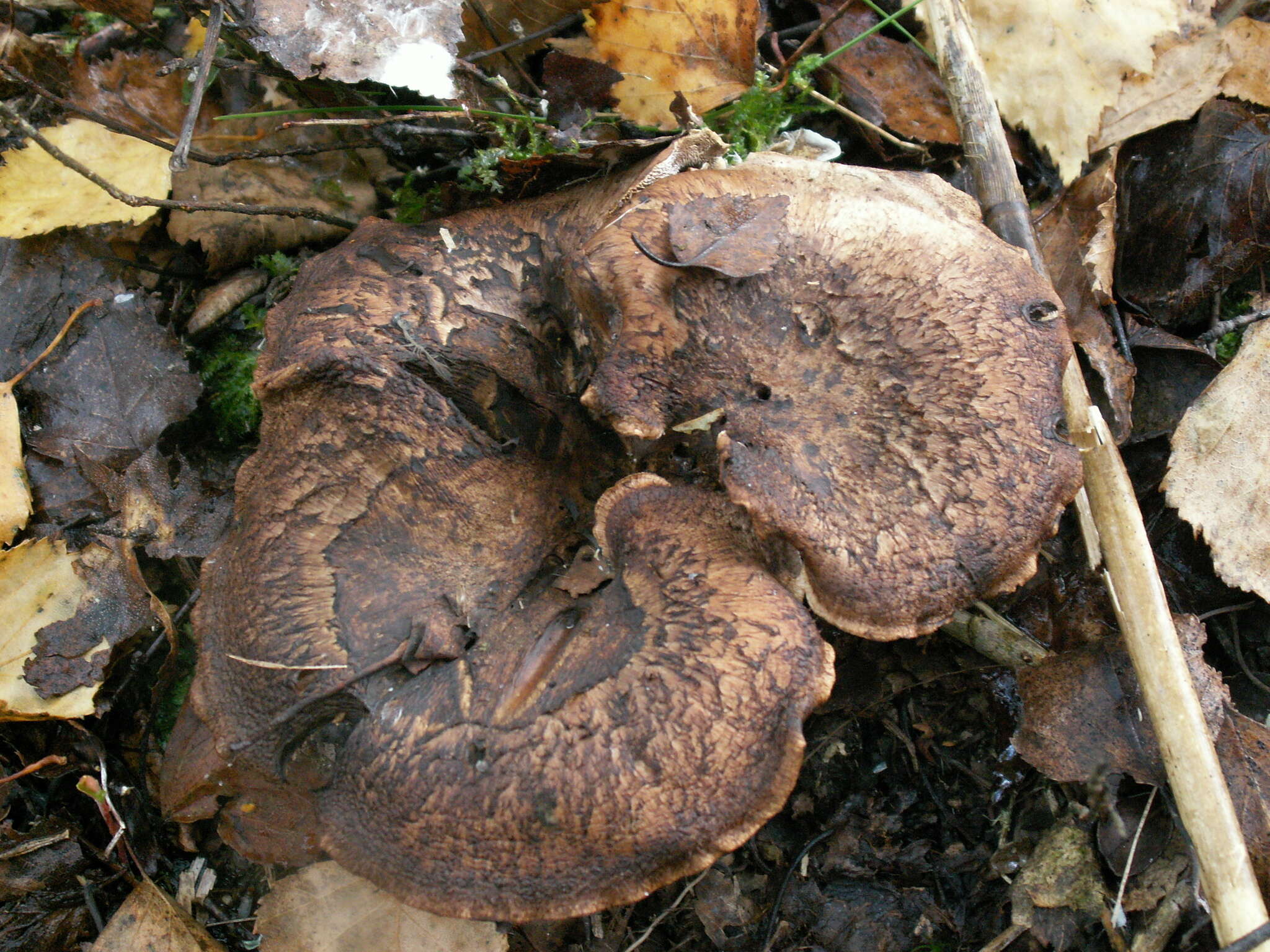 Слика од <i>Hydnellum scabrosum</i>