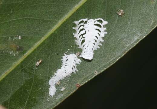 Image of Eucalyptolyma