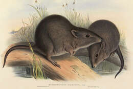 Image of Gilbert's Potoroo