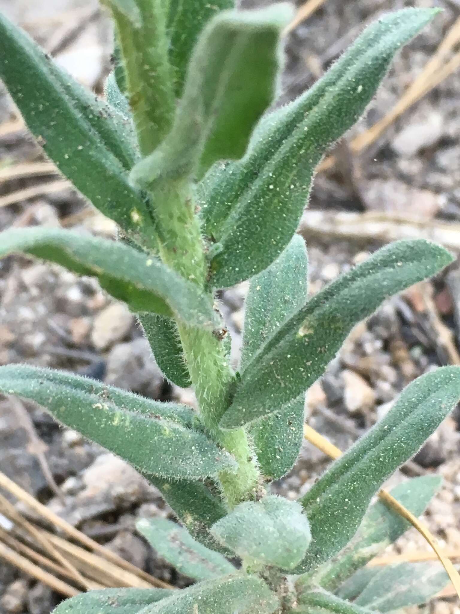 Image of Holboell's rockcress