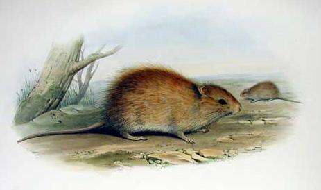 Imagem de Rattus lutreolus (J. E. Gray 1841)