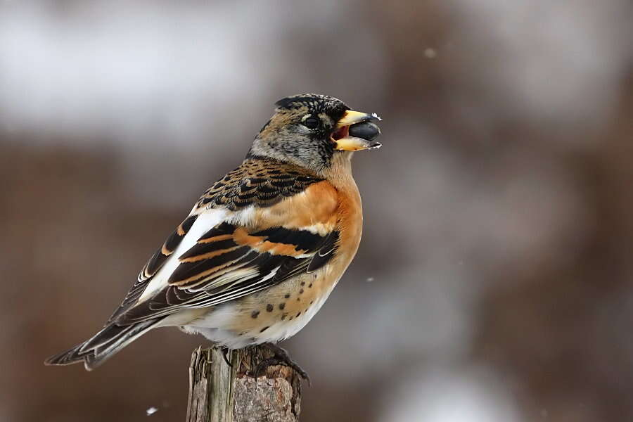 Image of Brambling