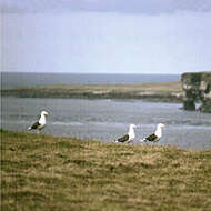 Image of Great Black-backed Gull