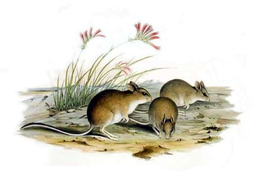 Image de Notomys mitchellii (Ogilby 1838)