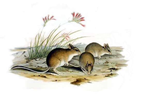 Image of Mitchell's Hopping Mouse