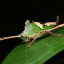 Image of Peacock katydid