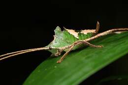 Image of Peacock katydid