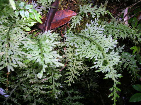 Image of Hymenophyllum caudiculatum var. productum (C. Presl) C. Chr.