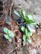 Image of Aeonium glutinosum (Ait.) Webb & Berth.