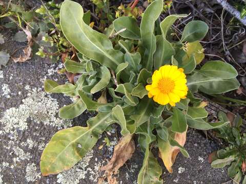 Image of pot marigold