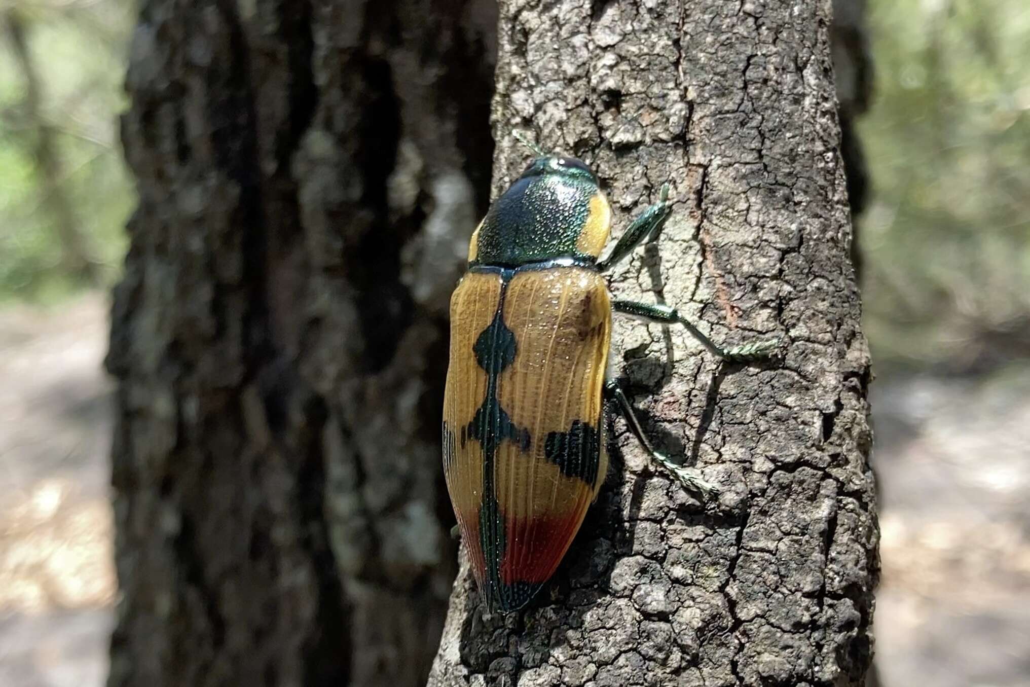 Image of Temognatha variabilis (Donovan 1805)