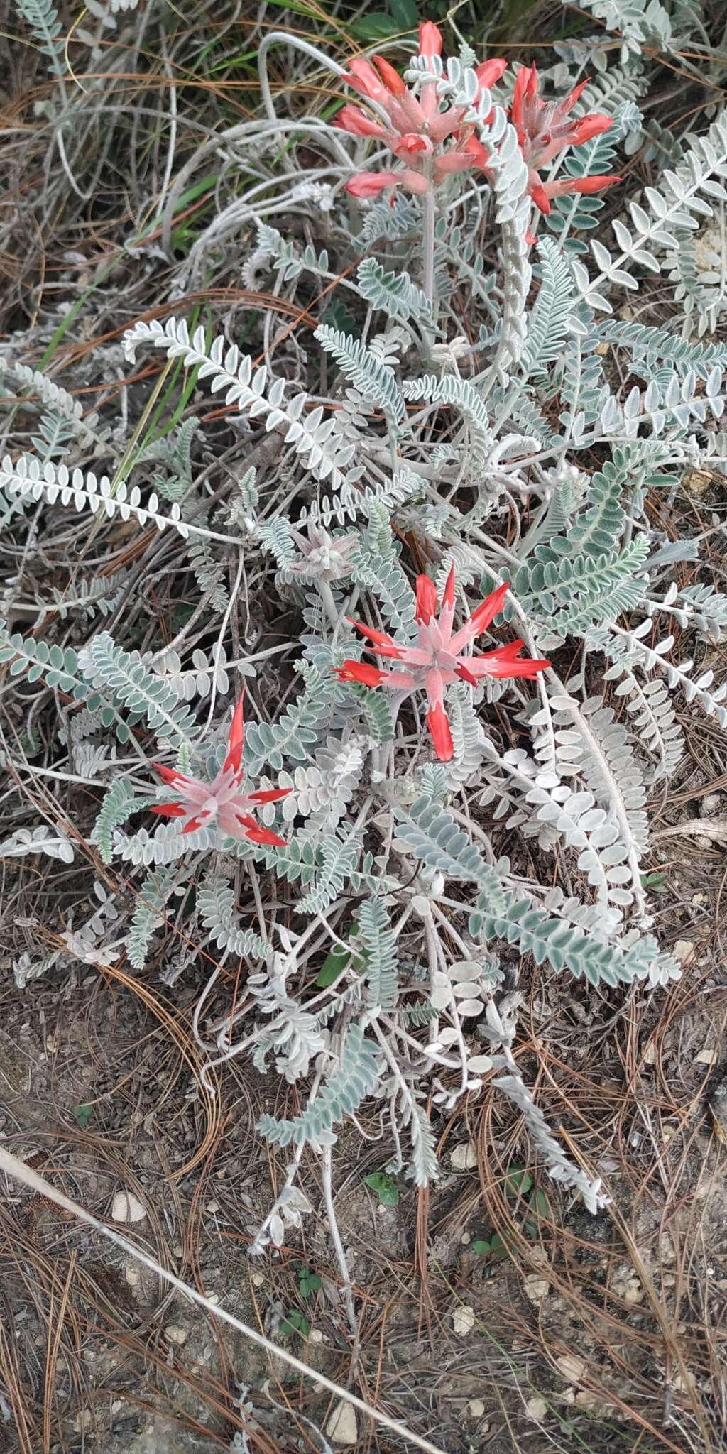 Sivun Astragalus helleri Fenzl kuva