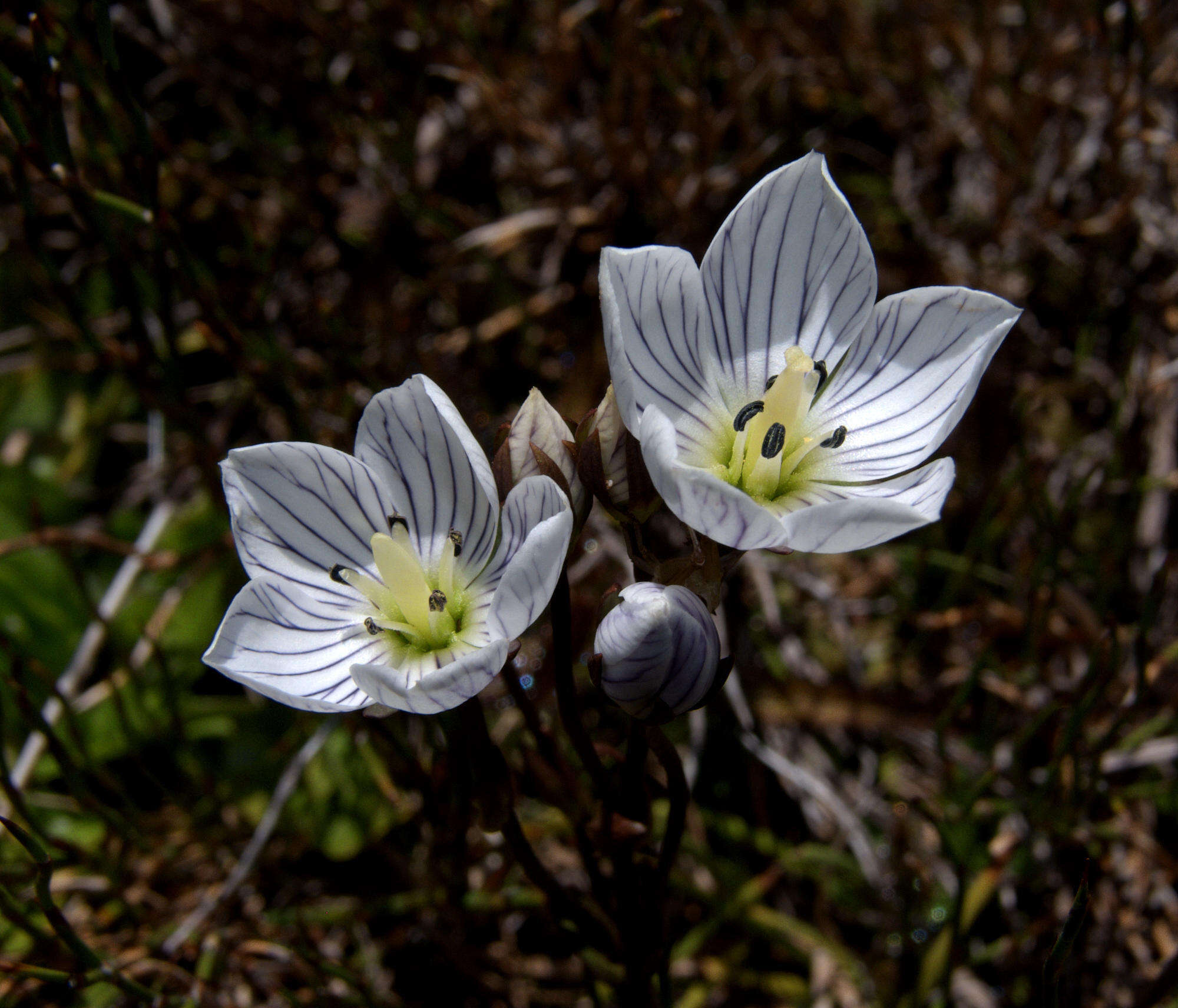 Image of Gentianella bawbawensis (L. G. Adams) Glenny