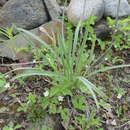 Image of Anticlea elegans subsp. elegans