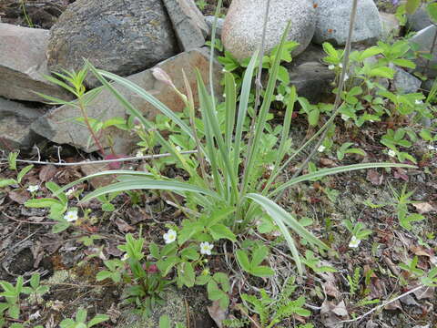 Image of Anticlea elegans subsp. elegans