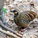 Image of Bar-backed Hill Partridge