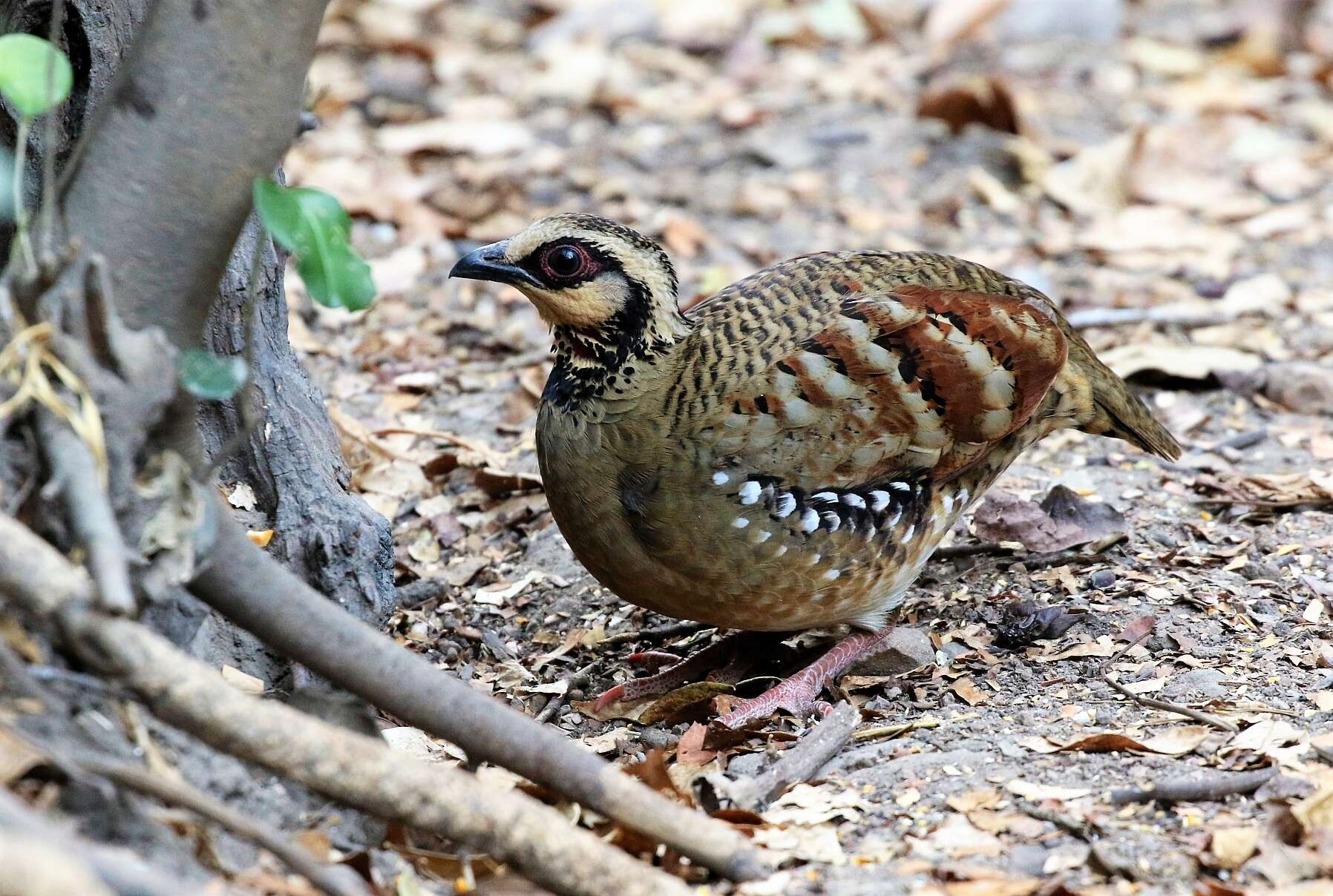 Image of Bar-backed Hill Partridge