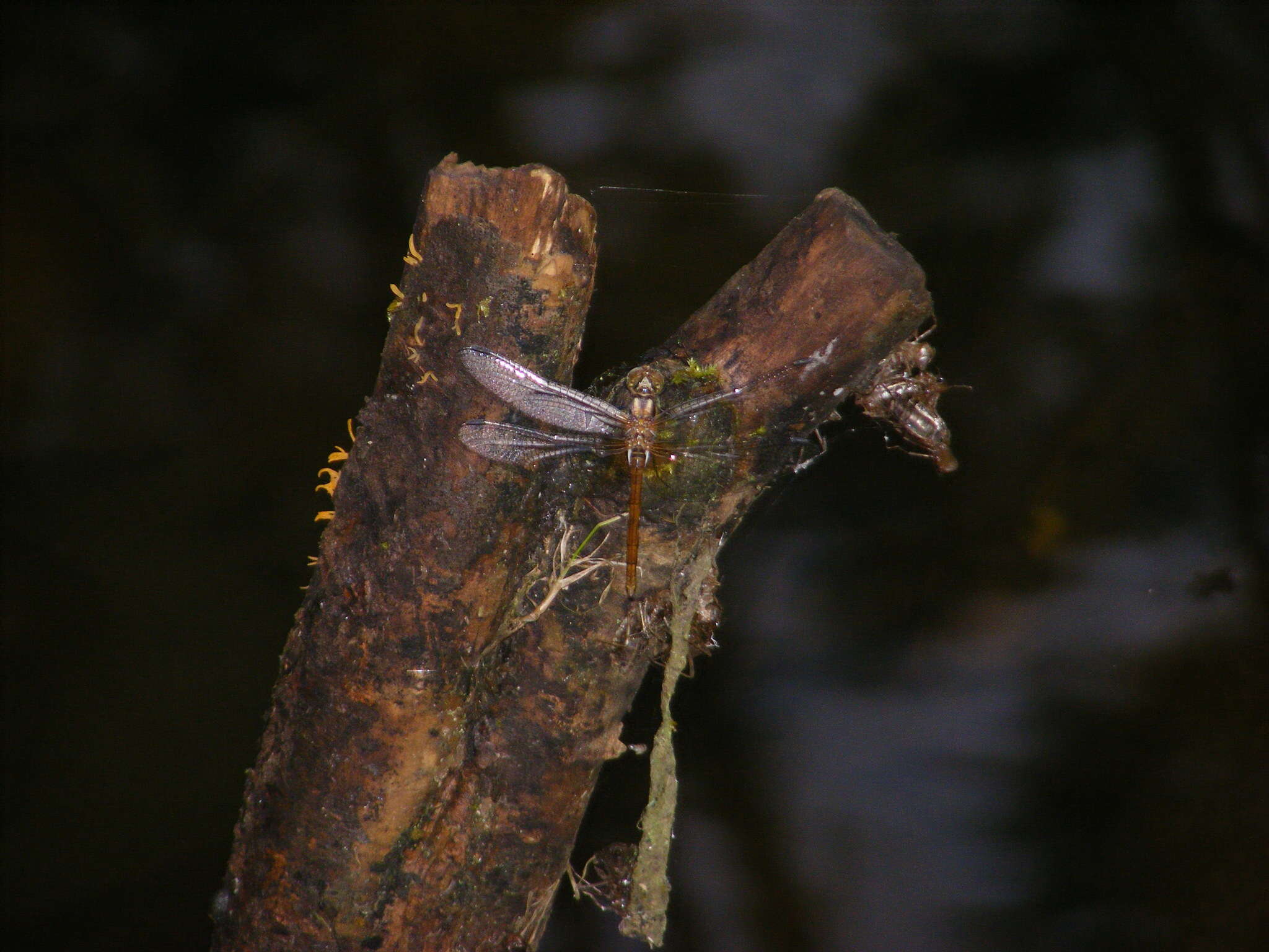 Image of <i>Sympetrum speciosum taiwanum</i> Asahina 1951