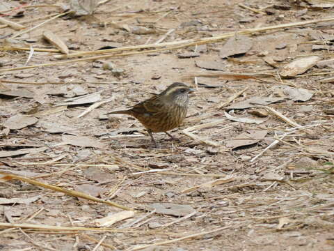 Image of Pink-browed Rosefinch