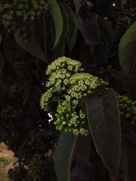 Image of Ehretia latifolia Loisel.