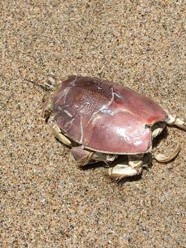 Image of spiny mole crab