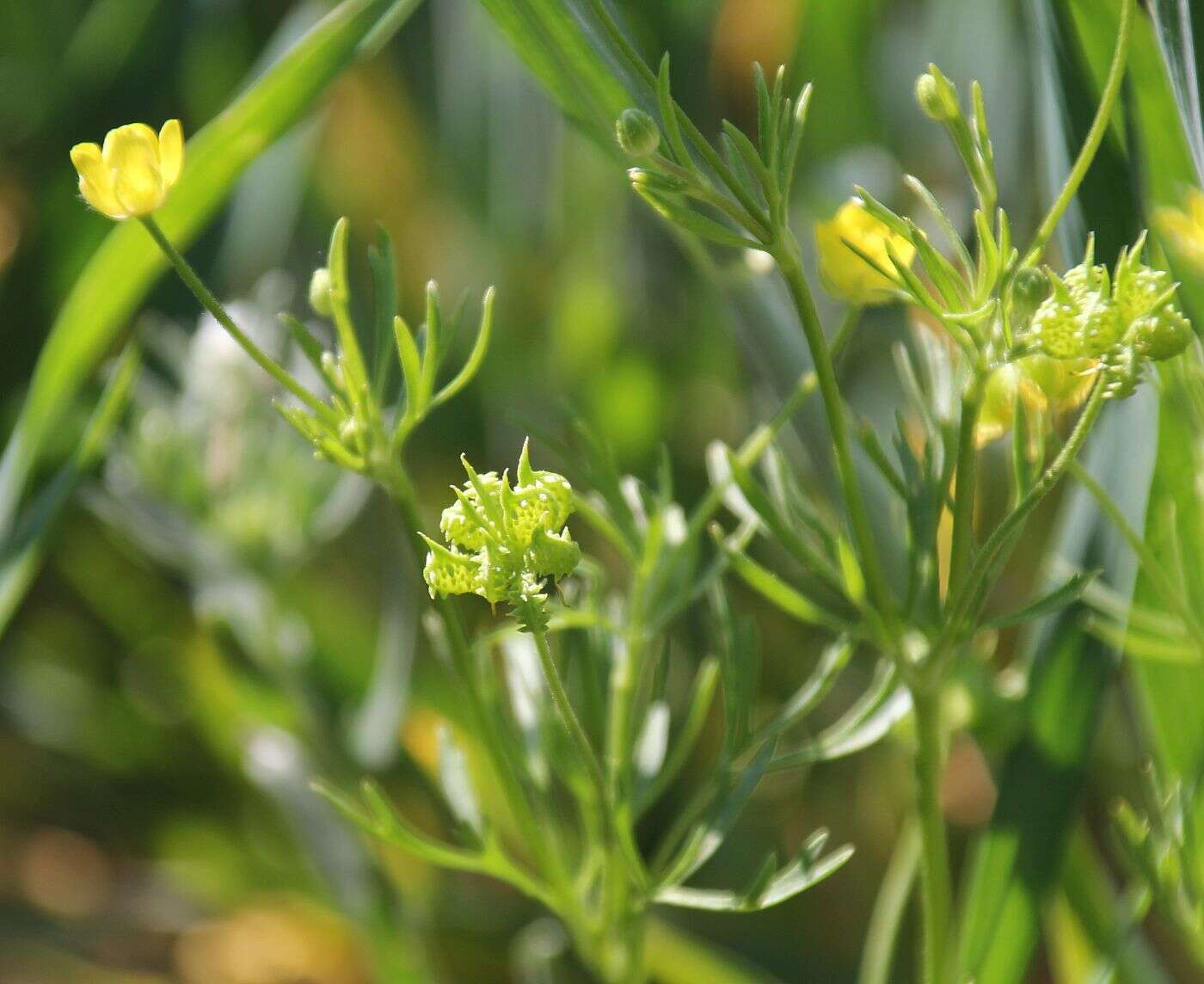 Image of corn buttercup