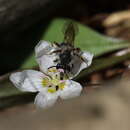 Image de Andrena rufosignata Cockerell 1902