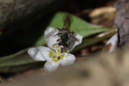 Andrena rufosignata Cockerell 1902 resmi