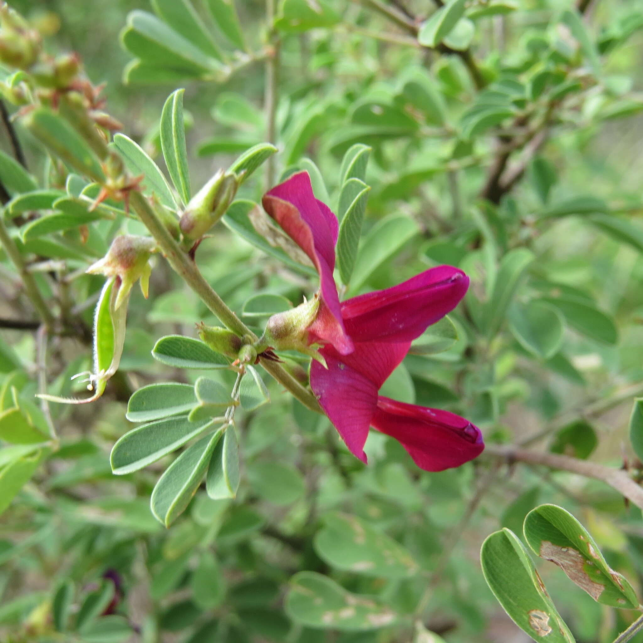 Image of Tephrosia gobensis Brummitt