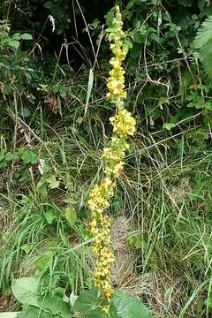 Image of Great Mullein