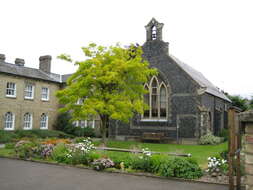 Image of black locust