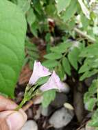 Image de Ipomoea leucantha Jacq.