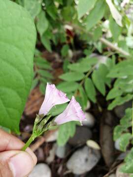 Sivun Ipomoea leucantha Jacq. kuva