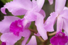 Plancia ëd Cattleya lawrenceana Rchb. fil.