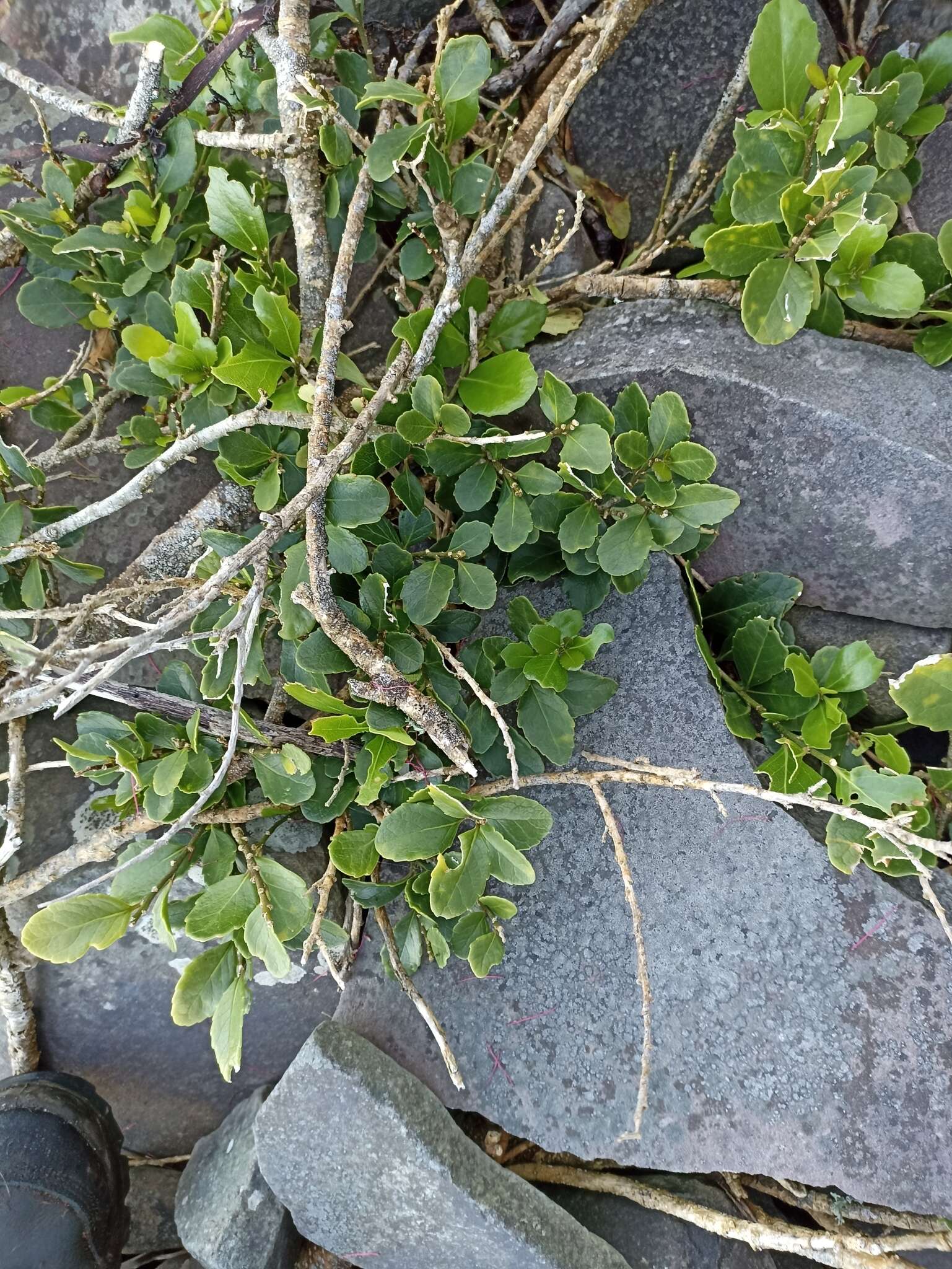 Image of Melicytus novae-zelandiae subsp. novae-zelandiae