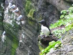 Image of Lesser auk