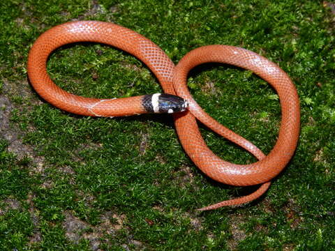 Image of Big Bend Black-headed Snake