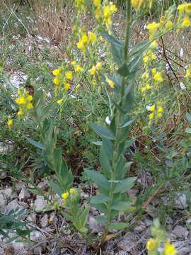 Image of broomleaf toadflax