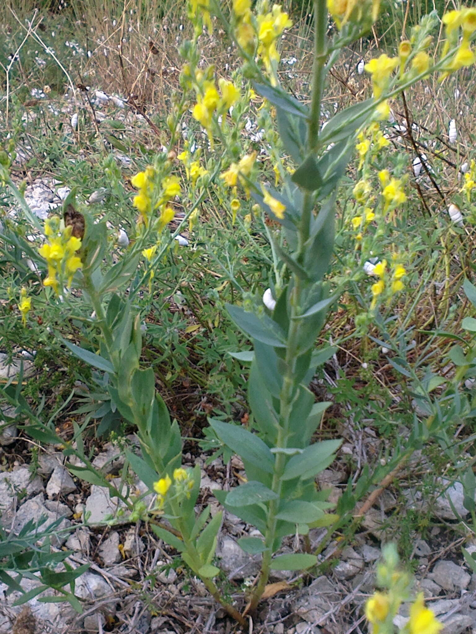 Image de Linaria genistifolia (L.) Mill.