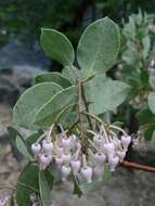 Arctostaphylos viscida Parry resmi