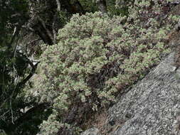 Arctostaphylos viscida Parry resmi